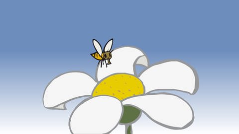 In der Animation zur Nahrungskette in Feld und Flur fliegt eine Biene eine Margerite an, um Nektar zu saugen.