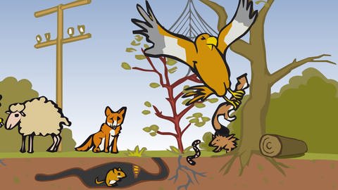 In der Animation zur Nahrungskette in Feld und Flur schnappt sich ein Rotmilan ein Hermelin. Weitere Tiere, die Teil dieses Ökosystems sind, sind ebenfalls zu sehen.